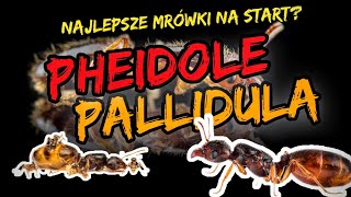 PHEIDOLE PALLIDULA  Jak hodować [upl. by Annohsak509]