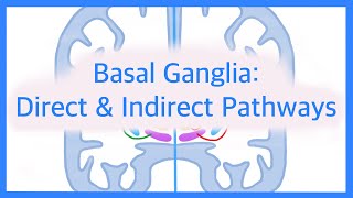 Basal Ganglia The Direct and Indirect Pathways [upl. by Aniat]