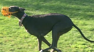 Greyhounds Chase the Fastest Husky at a Dog Park [upl. by Schlessinger114]