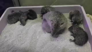 Baby Lesser Tenrec Compilation SERIOUSLY CUTE [upl. by Gilburt]