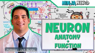 Neurology  Neuron Anatomy amp Function [upl. by Cohleen]