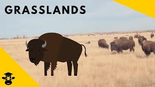 Grasslands  Biomes of the World [upl. by Neelear]