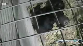 Chimps Face Death Like Humans Do [upl. by Scotti]