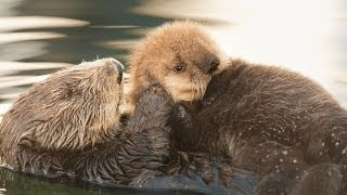 Sea Otter Orphan Gets Adopted [upl. by Assirral]