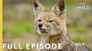 Life without Water Full Episode  Wild Chile [upl. by Ttelrats]