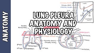 Lung Pleura  Clinical Anatomy and Physiology [upl. by Burnett]