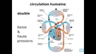 Circulation systémique et cycle cardiaque [upl. by Randa803]