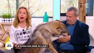 A la découverte des loups du Mercantour [upl. by Enirual]