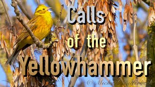 Yellowhammer Calls birds birdsounds [upl. by Kaela]