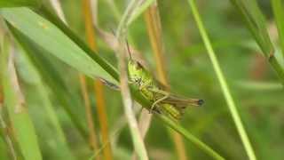 Common field grasshoppers chirping [upl. by Pontone]