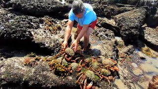 COASTAL FORAGING  MY BIGGEST EVER HAND CAUGHT BLUE LOBSTER SPIDER CRABS AND PRIME SUMMER PRAWNS [upl. by Annabella378]