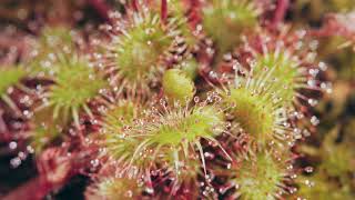 Sundews A Sticky Situation  feat Drosera Rotundifolia [upl. by Nuarb]