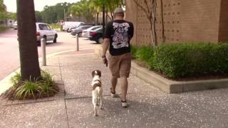 Brittany Spaniel Training hunting dog obedience training South Carolina and Georgia [upl. by Lehplar]