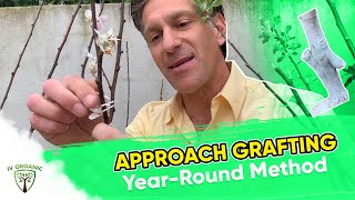 YearRound Grafting Method APPROACH GRAFTING  Figs Olives Stone Fruit [upl. by Coraline]