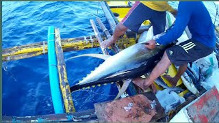 AMAZING TRADITIONAL TUNA FISHING in the PHILIPPINES  HANDLINE FISHING Filipino tuna fishing [upl. by Navonod]