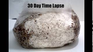 30 Day 5Grain Spawn Bag Time Lapse [upl. by Ynohtnacram]