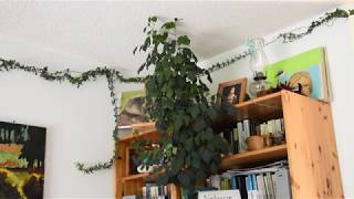 How I take care of grape ivy plant Cissus rhombifolia [upl. by Filip]