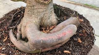 Bonsai From Field Grown Material [upl. by Luemas]