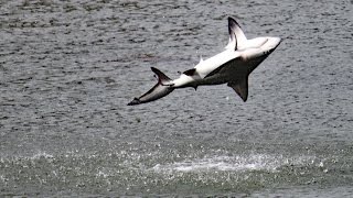 Spinner Sharks Jumping FYV [upl. by Thurmann19]