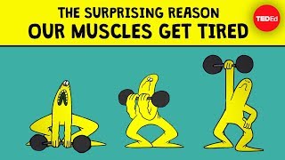 The surprising reason our muscles get tired  Christian Moro [upl. by Svend991]