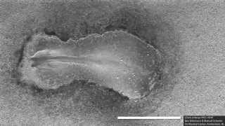 Early chick embryo development somitogenesis [upl. by Einimod793]