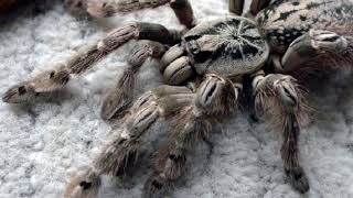 🧬 Top 10 Most Venomous Tarantulas [upl. by Haissem]