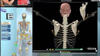 How Scapular Movement Works 3D Anatomy amp Diagrams [upl. by Niboc609]