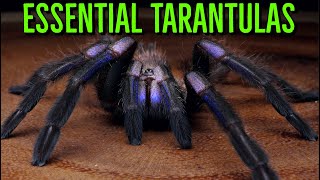 MUST HAVE Tarantulas  YOU Need These BIG Spiders [upl. by Oiramel]