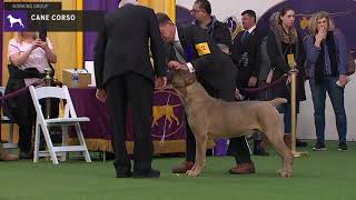 Cane Corso  Breed Judging 2020 [upl. by Haeel]