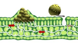 Disease epidemiology and fungicide use [upl. by Anivla92]