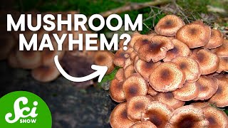 10 Incredible Facts About Mushrooms You Wont Believe [upl. by Eikcir503]