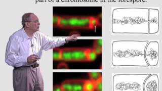 Microorganisms and Humans Commensal and Pathogenic Flora [upl. by Eelam]