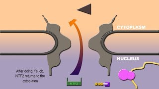 NUCLEAR IMPORT AND EXPORT [upl. by Etnoled201]