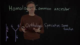 Lecture 11 concept 10 Homologs orthologs amp paralogs [upl. by Ahsiloc]