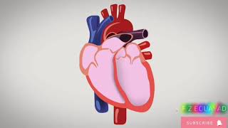 Lecture 1  Introduction to the Cardiovascular System [upl. by Eima]