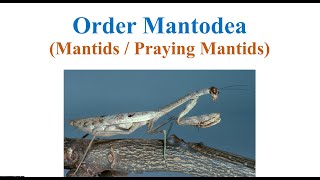 Orders Mantodea and Phasmatodea [upl. by Bertila]