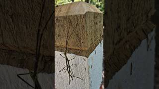 Mating Stick Insects Phasmatodea [upl. by Quiteria]