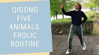 Qigong 5 Animals Frolic Routine  Daily Qigong Practice Beginner to Advanced [upl. by Nortad102]