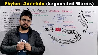 Phylum Annelida  Segmented Worms [upl. by Earle179]