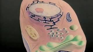 Nucleus Cytoplasm Membrane [upl. by Khanna]