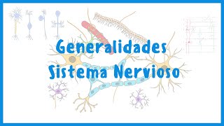 NEUROANATOMÍA  Generalidades Sistema Nervioso Central  Blasto Med [upl. by Aiuhsoj47]