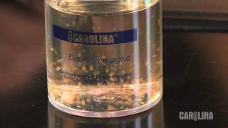 How to Care for Daphnia [upl. by Lucia]