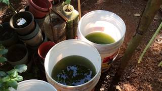 How to grow Green Water Algae [upl. by Eeralih]