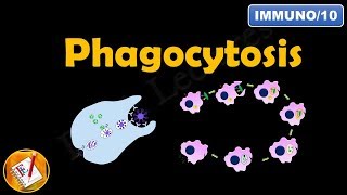 Phagocytosis FLImmuno10 [upl. by Aihsekyw]