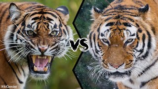 BENGAL TIGER VS SIBERIAN TIGER  Who Is The Strongest [upl. by Ecirtnas843]