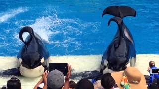 One Ocean  Shamu Full Show  San Diego SeaWorld  2023 [upl. by Uzia985]