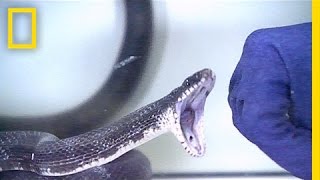 Watch Snakes Strike in Slow Motion  National Geographic [upl. by Mccallion]