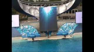 Shamu the Killer Whale quotBelievequot Show at San Diego Seaworld [upl. by Nosnarb]