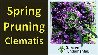 Pruning Clematis in Spring for Maximum Flowers [upl. by Weide]