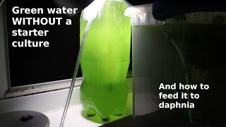 Green Water WITHOUT a Starter Culture  From Scratch  How To [upl. by Dyraj]